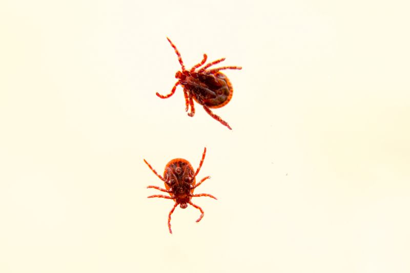 Centipede Extermination in Arlington, TX