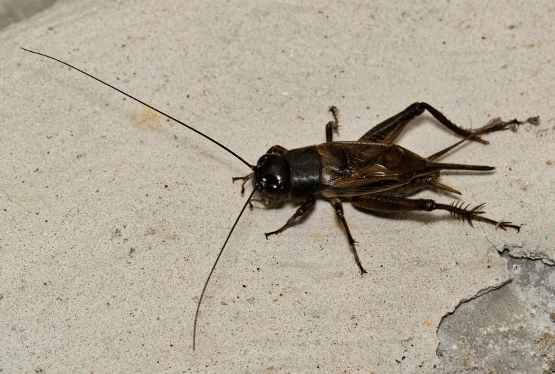 Cricket Control Service in Denton, TX