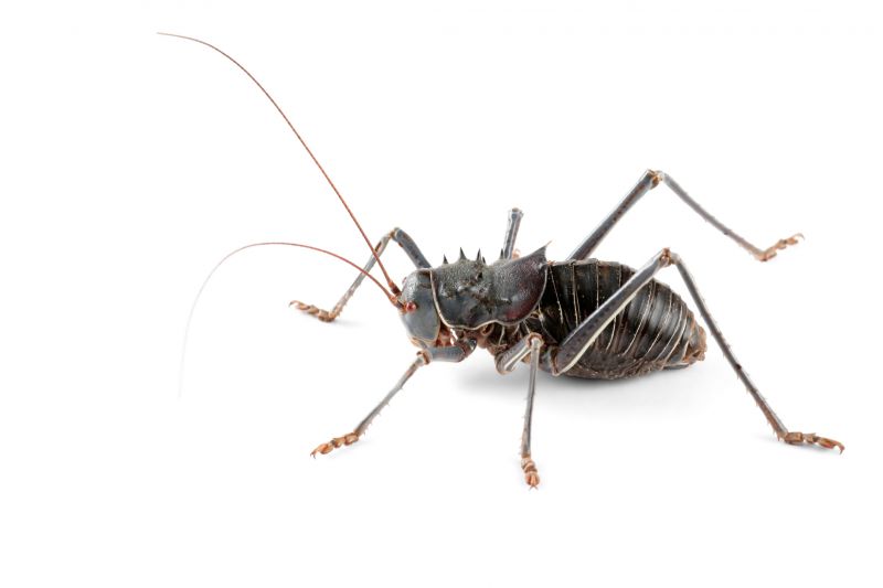 Cricket Prevention in Rockwall, TX