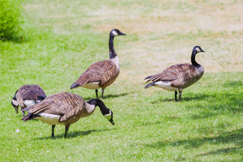 Geese on a Pond
