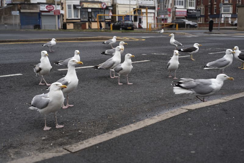 Water Body with Geese