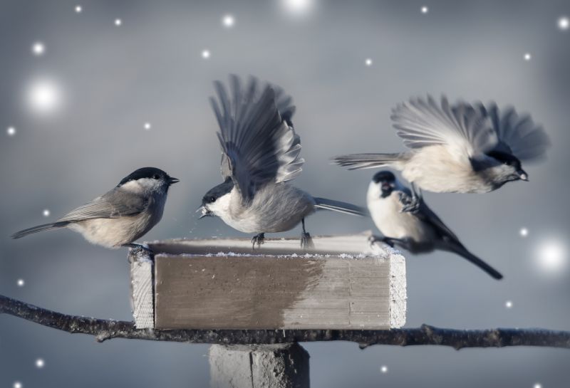 Monitoring and Follow-up