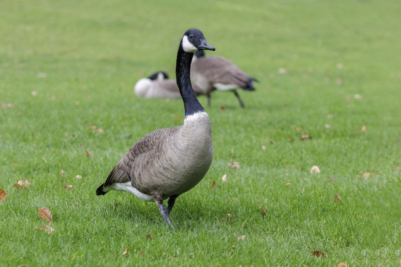 Geese Control Service