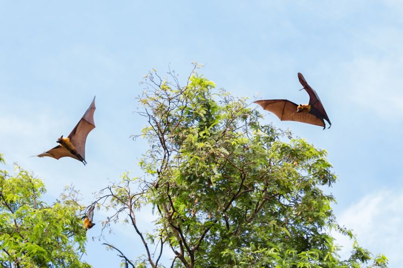 Why Professional Bird And Bat Pest Control Is Necessary