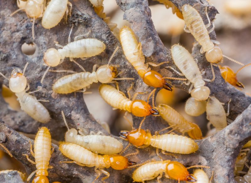 Winged Termite Extermination