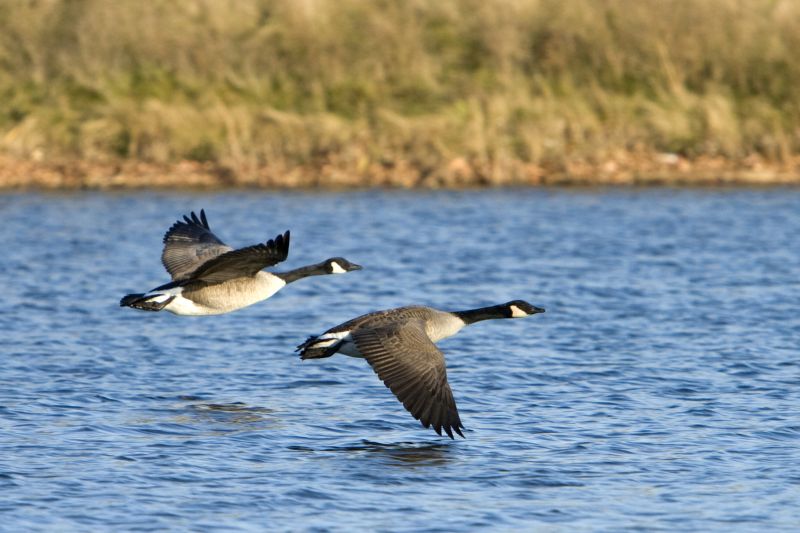 Local Geese Control Service pros at work