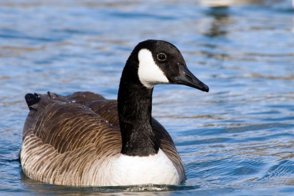 Canada Goose Removal - Canada Goose Removal Howell, Michigan